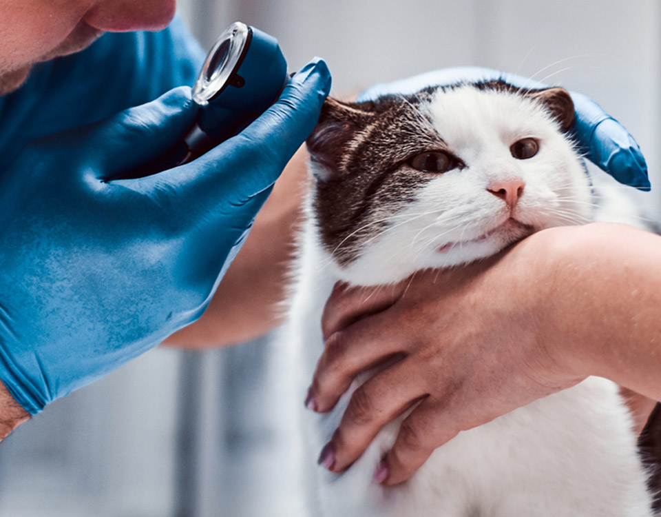 Taking Great Care Of Your Pets - Divilly Veterinary Clinic, Galway